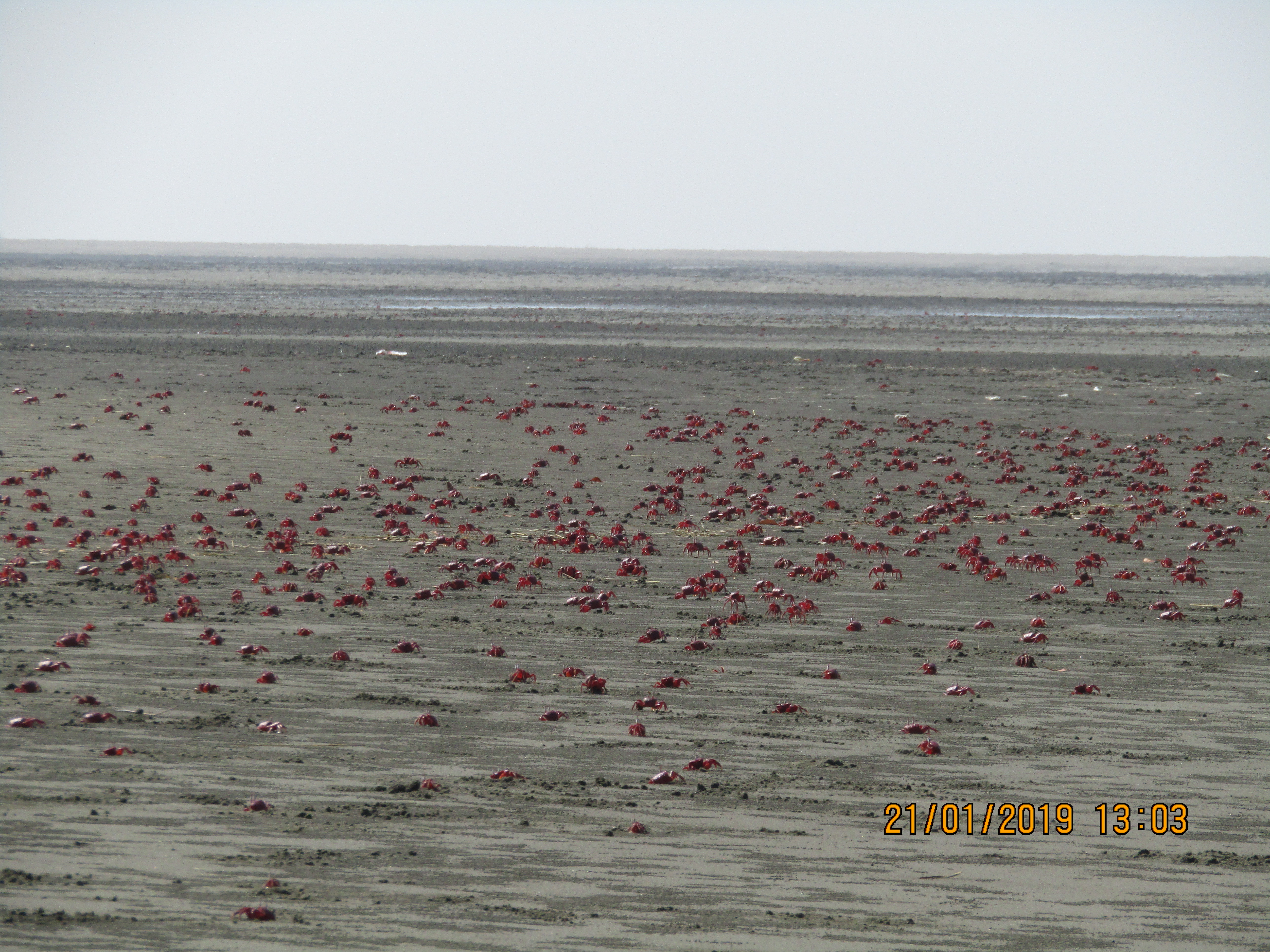 Flock of Crab at Nanthar Island